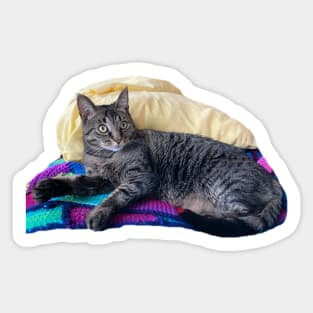 Confident Tabby Sticker